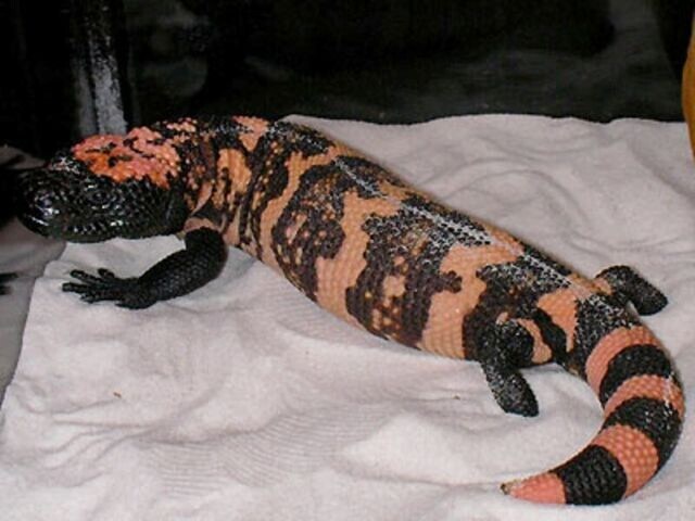 希少本アメリカドクトカゲ洋書 ヒラモン ギラモン 全亜種解説有り 希少