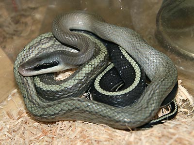 品質が 送料無料・入手困難】動物 毒ヘビ ヘビ 両生類 爬虫類 その他