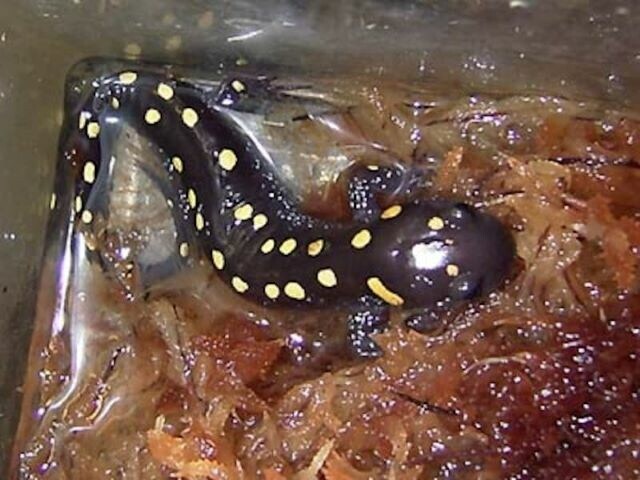 スポットサラマンダーの基本情報と飼育方法……人気の高い有尾類 
