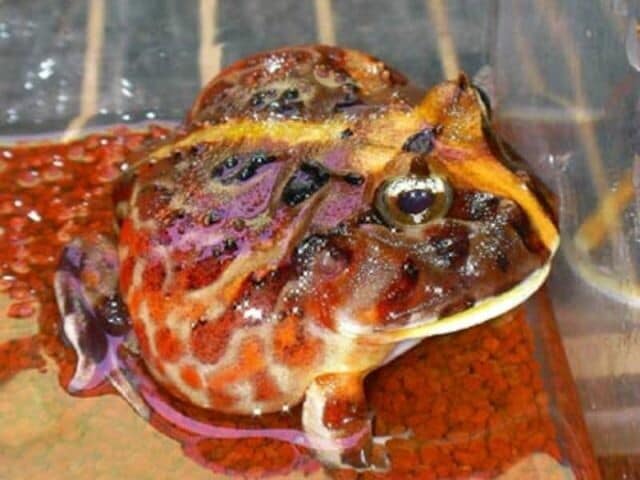 ブラジルツノガエルの基本情報と飼育方法……大型のツノガエル⁉ [爬虫類 