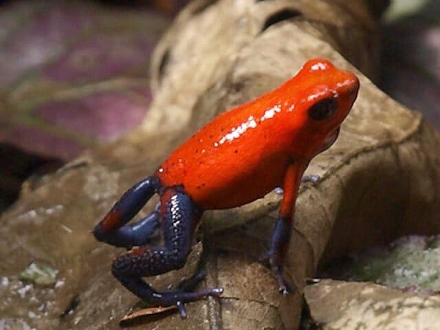 イチゴヤドクガエルの基本情報と飼育方法……小型で美しい！ [爬虫類