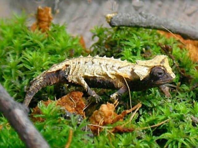 爬虫・両生類パーフェクトガイド　カメレオン Amazon.co.jp: カメレオン (爬虫・両生類パーフェクトガイド