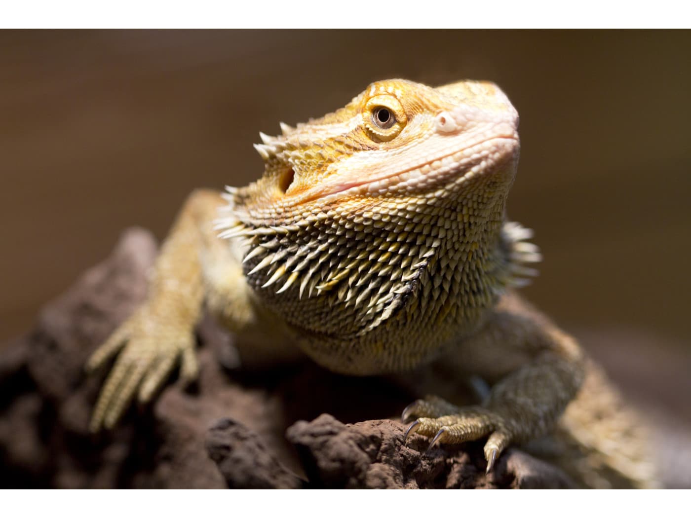 オオトカゲの魅力とは？様々なモニターの生態や生息環境に迫る [爬虫類