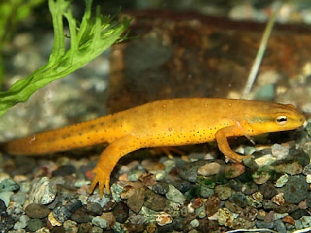 ブチイモリってどんな生き物？ 基本情報と飼育方法！ [爬虫類・両生類 