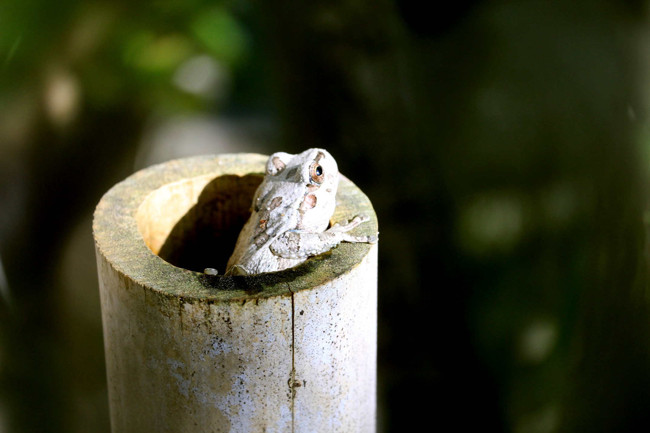 カエルの背に数匹の子 高くジャンプする10匹のカエル 🐸🌿 | 子ども向け数字ソング