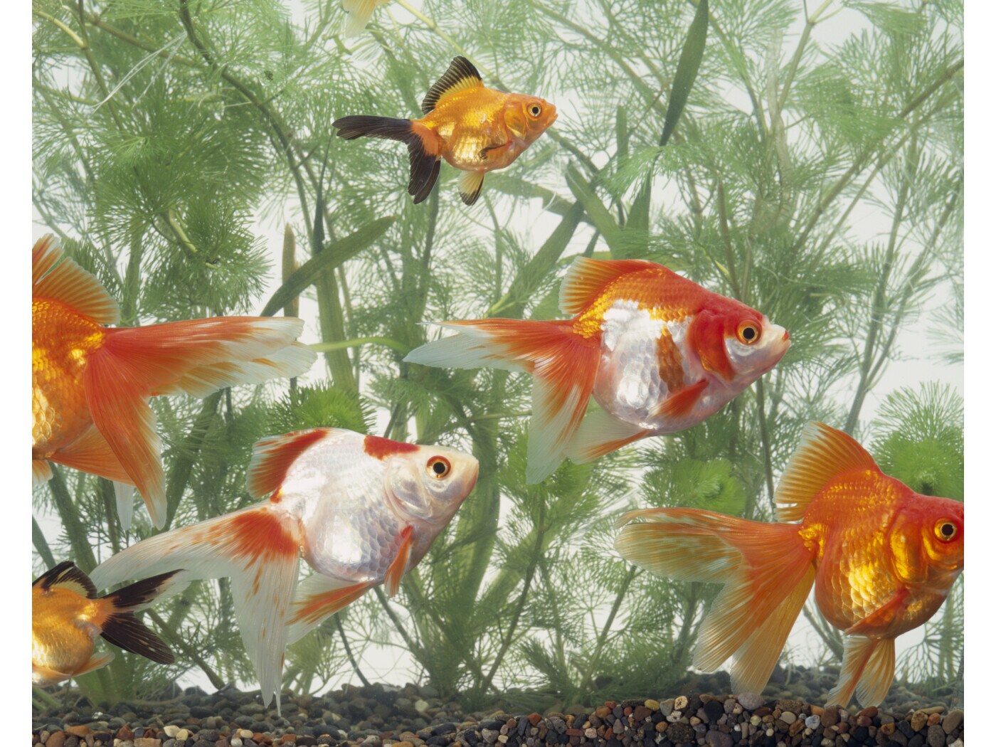 91 ディスカスの一匹飼い or 二匹飼い [熱帯魚] All About