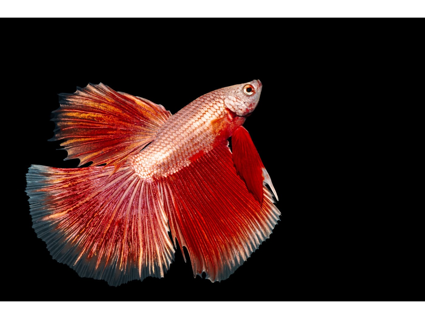 闘魚（とうぎょ）ベタ [熱帯魚] All About