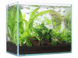 涼をもたらす、ビオトープで玄関を飾ろう!! 屋外で楽しむ、簡単