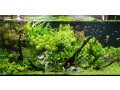 熱帯魚の水槽の水質管理はどうすればいい？