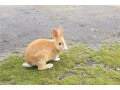 うさぎの魅力とは？ ペットとしても人気の小動物！