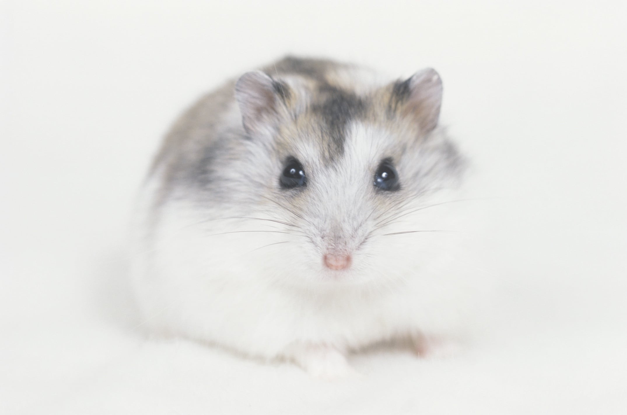 ハムスターの健康チェック！ 見逃さないためのチェック項目8つ [小動物 