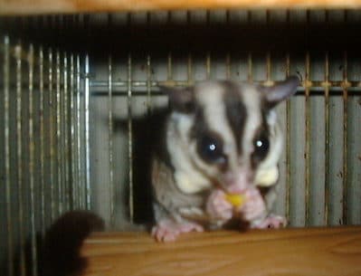 フクロモモンガの飼い方・飼育法