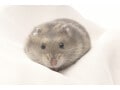 ハムスターなどの小動物のノミ対策！ノミの実態や駆除方法