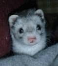 お待たせしました！フェレット月間の始まりです！！　フェレットってどんな動物？