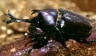 一夏だけのペットだなんて言わせません！　カブトムシ