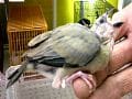 小さなペットと暮らしたい！はじめてシリーズNo.11　文鳥と暮らそう！