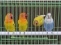 コザクラインコってどんな鳥？ 小さなペットと暮らしたい！