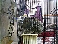 ペットショップ探検隊　ペットショップ610（神奈川県）