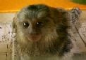 コモン・マーモセット（猿）の飼い方
