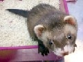 ペットガーデン日吉店、たまいたちプチ