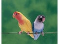 ほうれん草を鳥に与えてはいけないの？