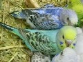 小鳥の魅力に気が付いていますか？