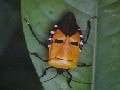 昆虫の擬態