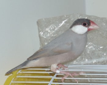 ペットの鳥類図鑑 - 文鳥 [小動物] All About