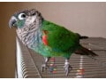 アオシンジュウロコインコの基本情報【ペットの鳥類図鑑】