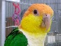 ペットの鳥類図鑑 - シロハラインコ