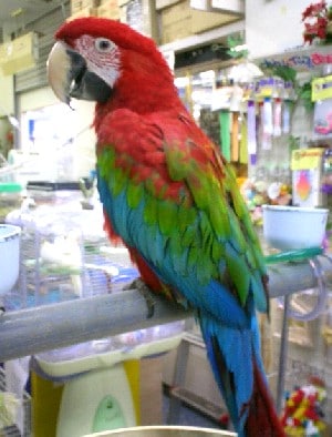 ペットの鳥類図鑑 - ベニコンゴウインコ [小動物] All About