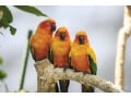 鳥をペットに！余裕のある大人に鳥がおすすめの理由とは？