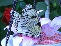 鳥の飛び方、蝶の飛び方