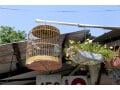 サバクコノハズクの基本情報……ペットの鳥類図鑑