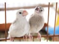 鳥と仲良くなる方法とは？ ペットの鳥と距離ができてしまったとき