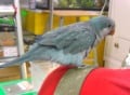 鳥が「噛む」のは本能的な行動？ ペットで鳥を飼うときの注意点