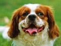 この夏、鼻が短い犬は飛行機に乗れない？