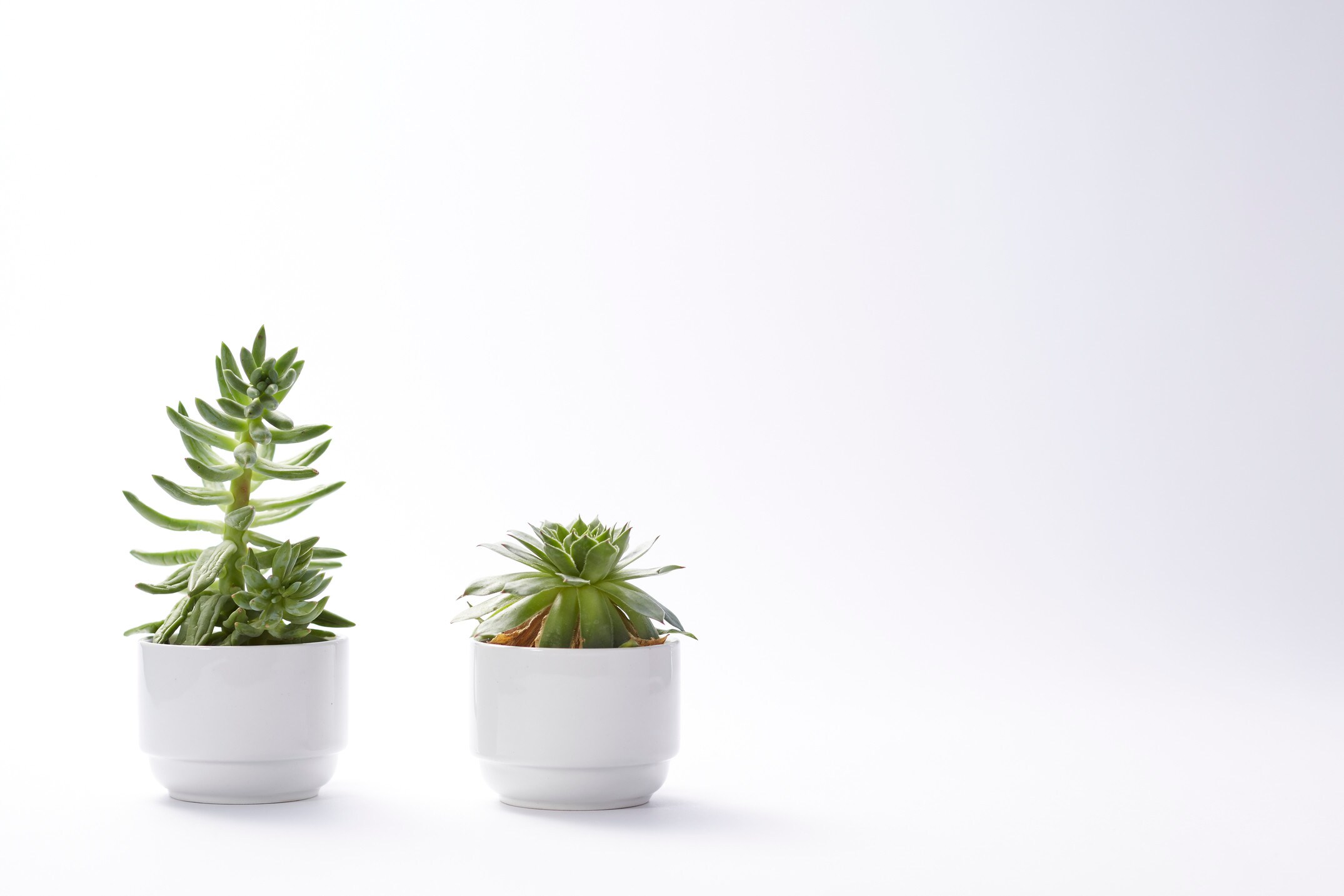 カラーサンドでサボテンを楽しもう！作り方・管理方法 [ガーデニング