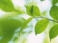 葉脈をうまく出す方法！葉拓を自由研究で作ってみよう
