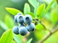 果樹を庭で栽培しよう！鉢植えでできるおすすめ品種