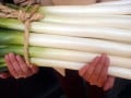 究極の長葱、千寿葱……一流料理屋がこぞって使う最高の葱