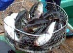 天然ふぐ水揚げ漁港の宿で至福を味わう！　伊勢志摩「安乗」天然ふぐの宿
