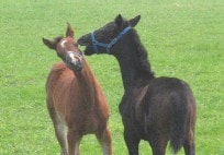 めちゃめちゃカワイイ～っ♪　初夏の日高路で子馬に出会う
