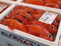 網走で高級魚・釣りキンキづくしを堪能
