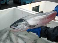 あなたが食べている鮭は大丈夫？