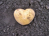 北の生産者を巡る02～ファーム・ウメムラ