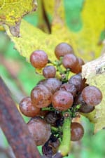 生産量日本一！北海道でワインツーリズム