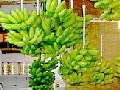 沖縄最強の存在「オバァ」考【前編】
