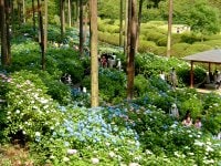 雨の京都に似合う紫陽花スポット7選紹介