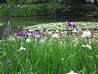 只今、見頃！うっとりする花菖蒲スポット